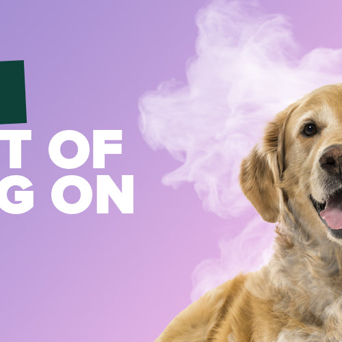Impacts Of Vaping On Pets